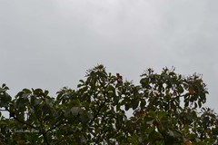 Hymenodictyon obovatum